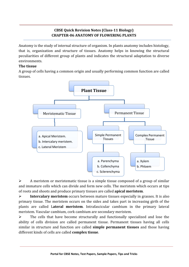 CBSE Quick Revision Notes (Class-11 Biology)  CHAPTER-06 ANATOMY OF FLOWERING PLANTS