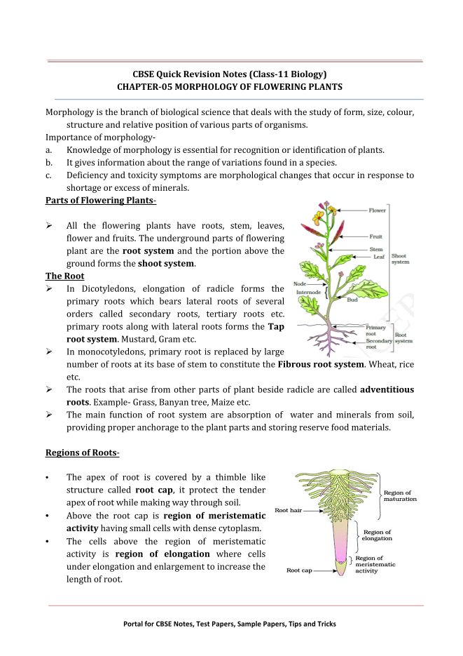 CBSE Quick Revision Notes (Class-11 Biology)  CHAPTER-05 MORPHOLOGY OF FLOWERING PLANTS